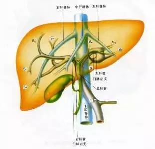 肝移植后肝静脉下腔静脉并发症