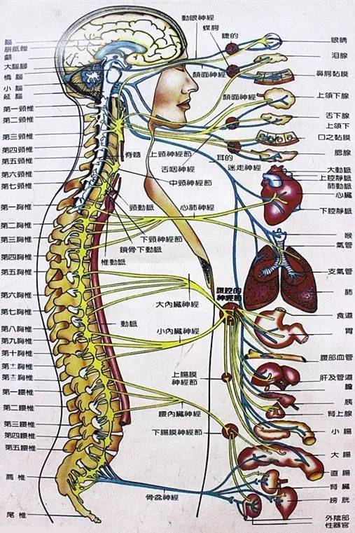 健康 正文  图2 图3 三,脊椎与疾病的关系 正是基于脊椎与神经,脏腑