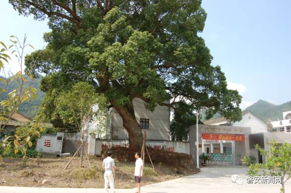 双溪乡史姆村多少人口_双溪乡打造花园乡村,让村民生活在花园里(3)