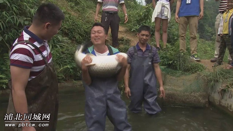 又上央视钦州乡村特色美食霸屏央视官垌鱼王千斤猪王成新晋网红