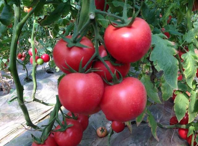 夏季来了,农户如何防番茄败秧?管理不当会减产