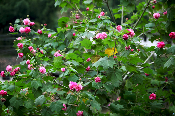 木芙蓉(组图)