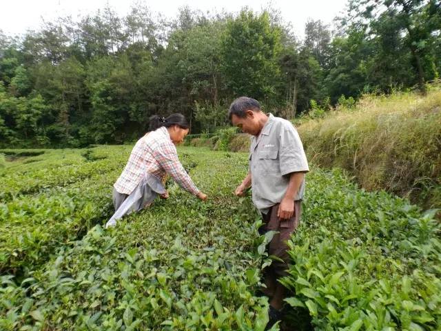 英山有多少人口_英山四季花海景区