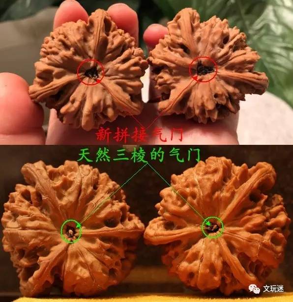 三棱核桃几百块?你有多少我要多少!