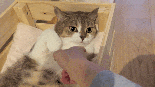 猫：朕的手是你想摸就能摸的吗？