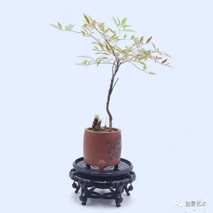 【盆景艺术】南天竹的种植与养护