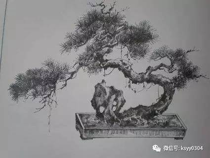 盆景素描鉴赏