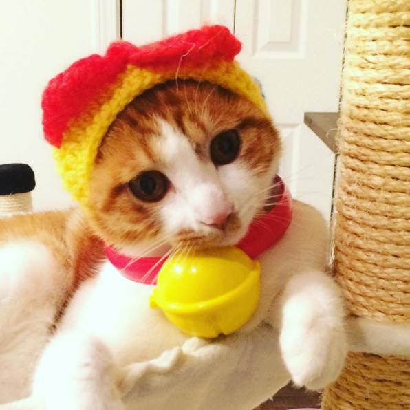 日本猫奴疯了！喵星人戴上“哆啦A梦铃铛“”一秒变身小叮当！