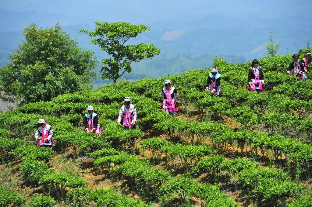 广南底圩茶山大山深处的天然氧吧