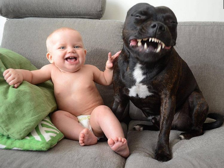 这个原因让狗狗很开心，隔着屏幕都能感觉到它在笑