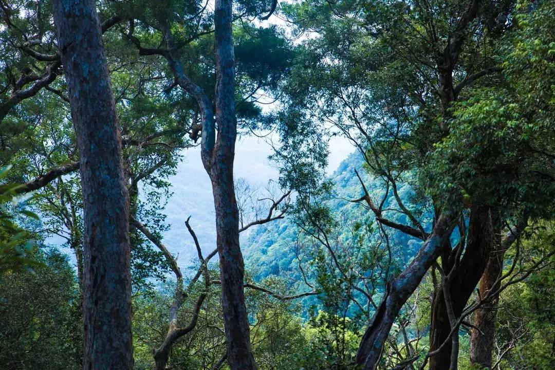 端午节约登海南最高峰，一览众山小，挑战五指山之颠！