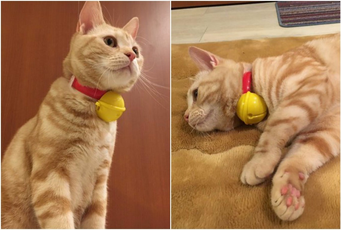 日本猫奴疯了！喵星人戴上“哆啦A梦铃铛“”一秒变身小叮当！