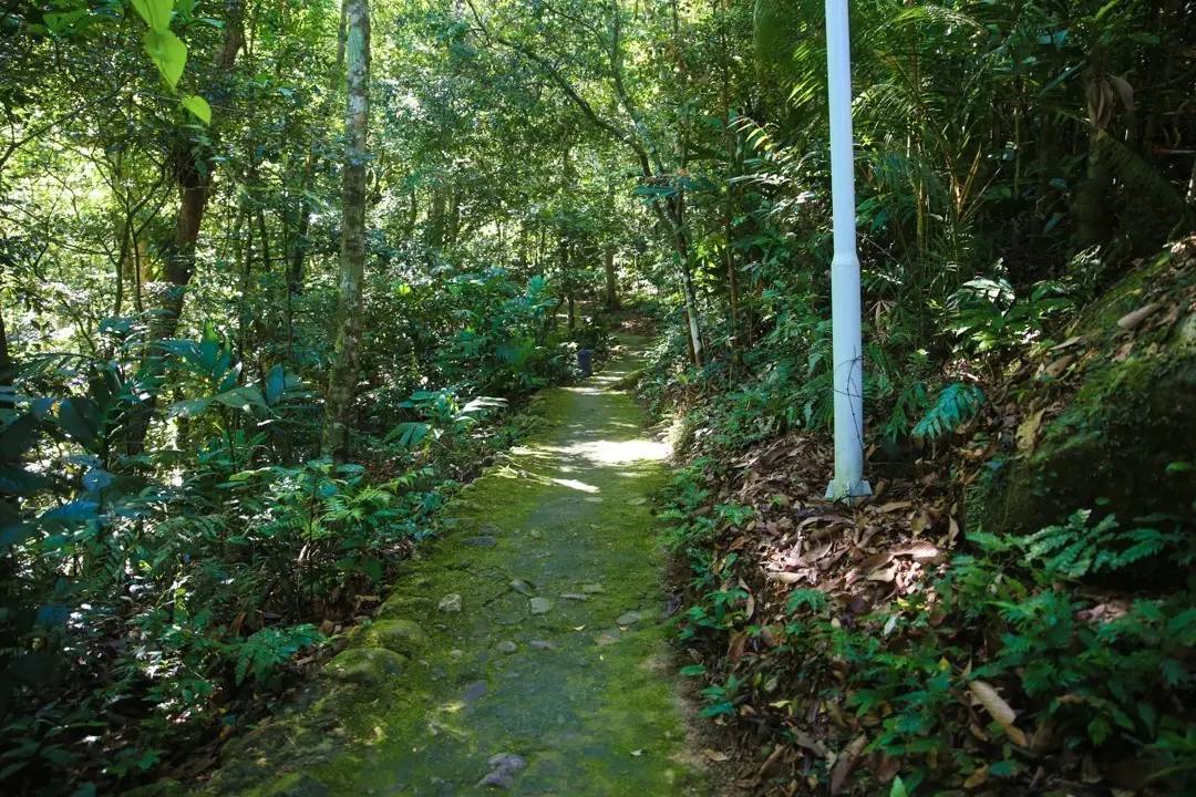 端午节约登海南最高峰，一览众山小，挑战五指山之颠！