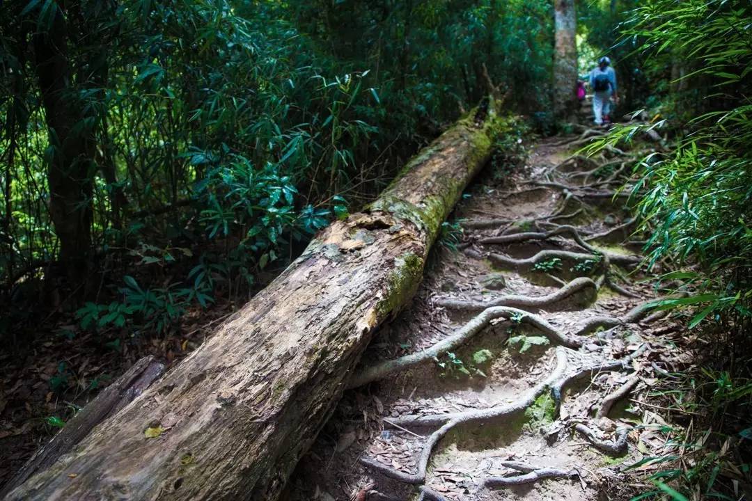 端午节约登海南最高峰，一览众山小，挑战五指山之颠！