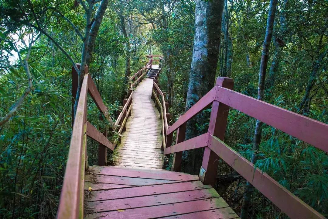 端午节约登海南最高峰，一览众山小，挑战五指山之颠！