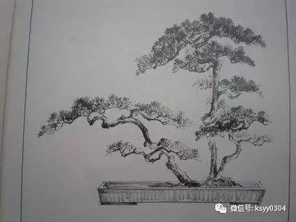 盆景素描鉴赏