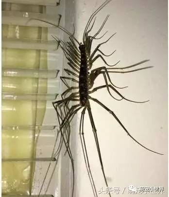 长多只脚的黑色虫以为是蜈蚣,上网求助才发现是害虫的克星