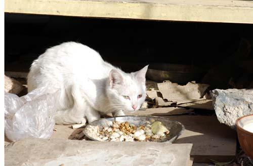 猫妈偷生小猫不让人接近，跟踪看到的场面让人流泪