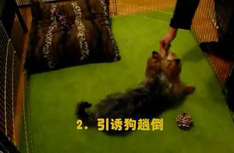 【轻松训犬】如何让你家狗狗更乖？经典训犬教程全部在这！