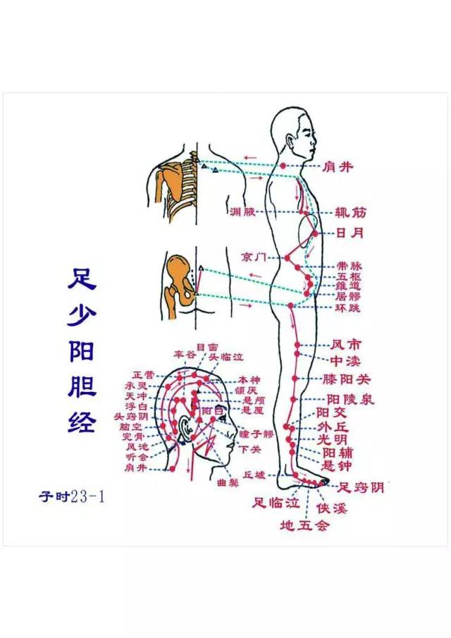 足少阳胆经 足厥阴肝经与健身气功