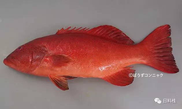 金吉鱼和金目鲷 那些年,我们分不清的网红红鱼