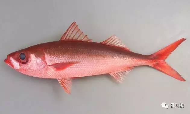 金吉鱼和金目鲷那些年我们分不清的网红红鱼