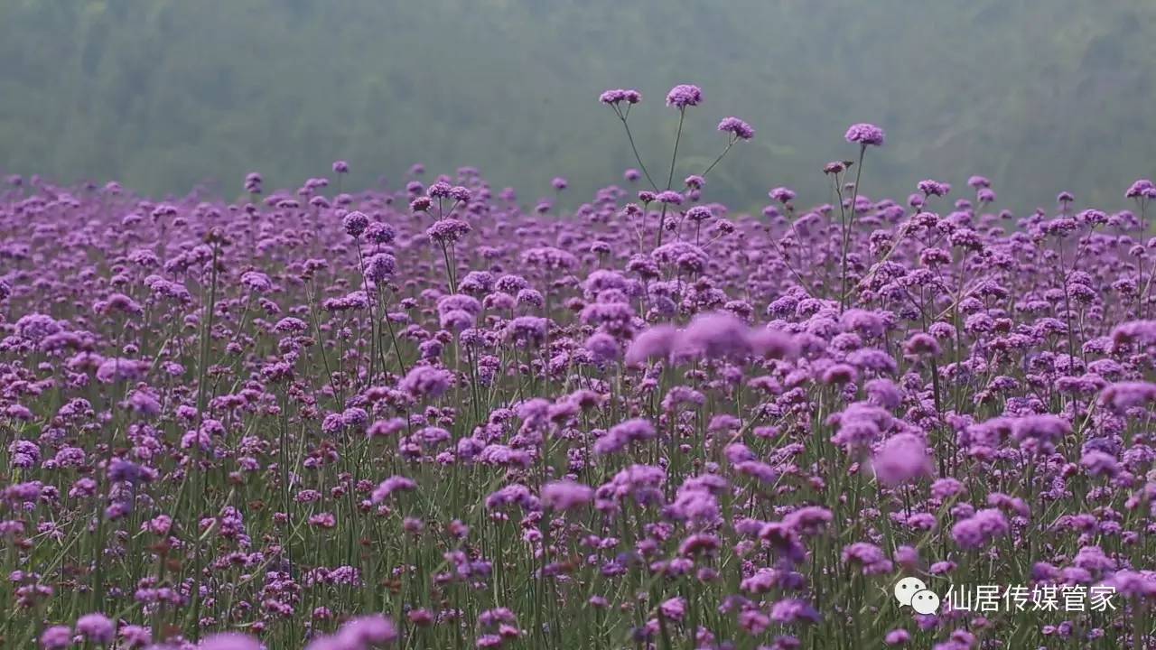 【醉人】等你,来仙居邂逅一片紫色花海!