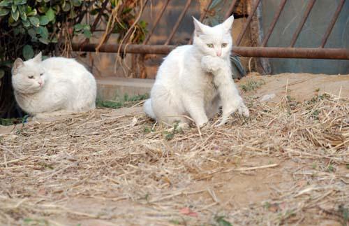 猫妈偷生小猫不让人接近，跟踪看到的场面让人流泪