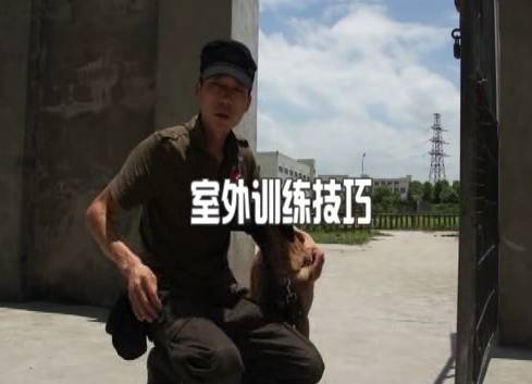 【轻松训犬】如何让你家狗狗更乖？经典训犬教程全部在这！