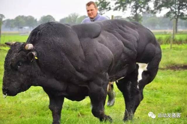 【组图】世界上最强壮的牛,魔鬼般的爆筋肌肉,牛魔王中的施瓦辛格