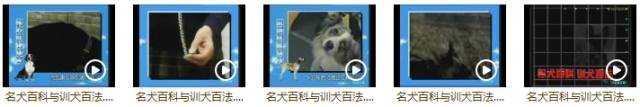 【轻松训犬】如何让你家狗狗更乖？经典训犬教程全部在这！