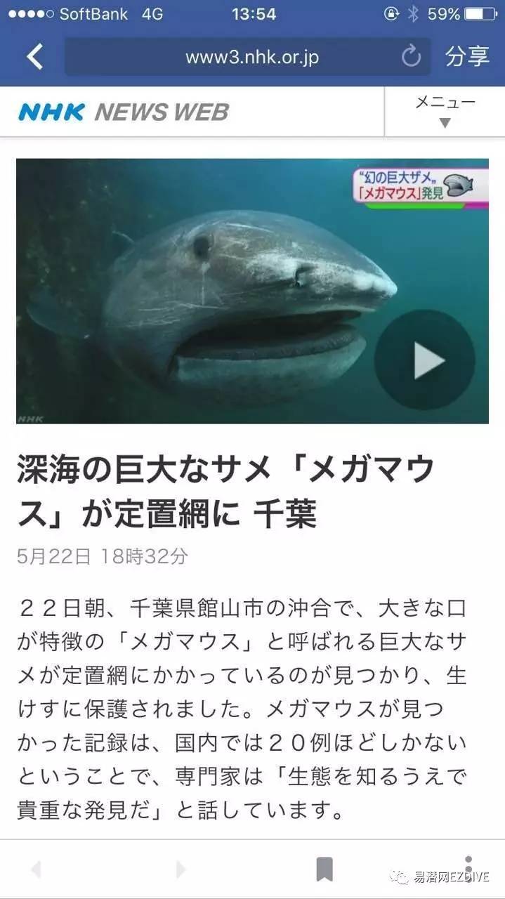 超罕见の巨口鲨在日本千叶海域被网围住,母鲨现已死亡