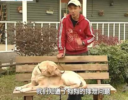 【轻松训犬】如何让你家狗狗更乖？经典训犬教程全部在这！