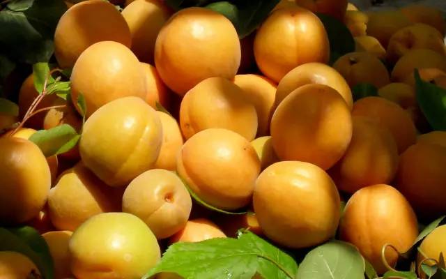 最的杏_唐奉镇有着深州市最大的杏子种植果园 现已成熟