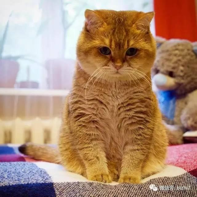 猫咪头像,大肥猫hosico ps:原版高清无水印版请 微信公众号搜索"