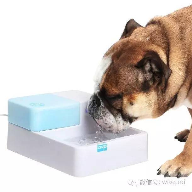 狗狗饮水指南 how much water should your dog be