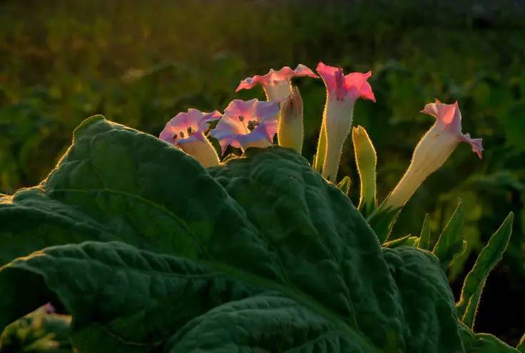 烟草花