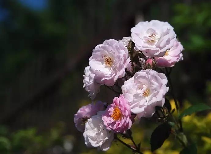 荼糜花手绘头像