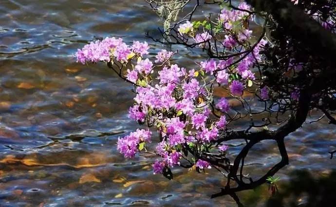 在碧塔海湖畔的杜鹃花还有一段神奇的传说——"杜鹃醉鱼"由于杜鹃花