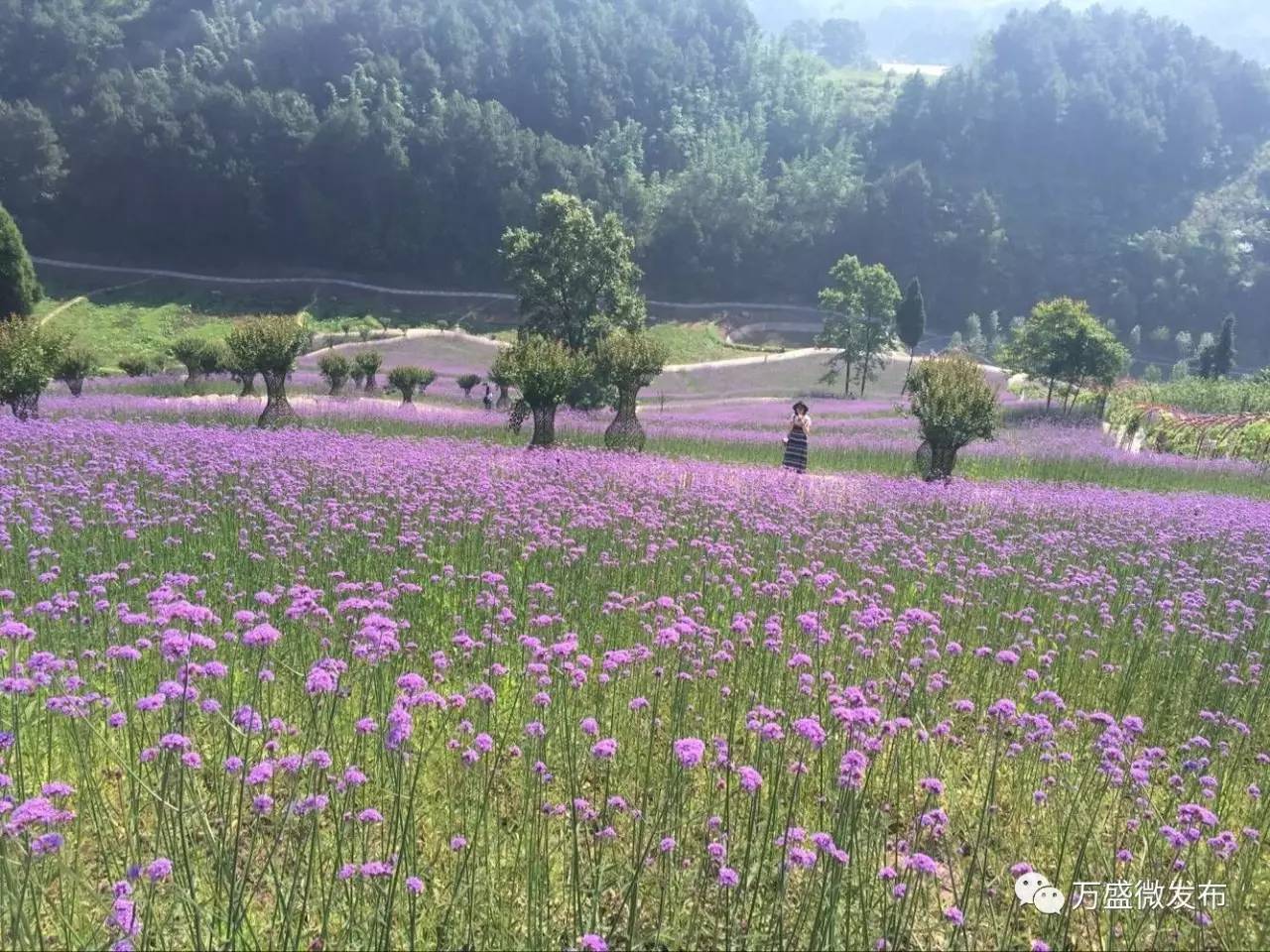 【端午特辑】万盛青山湖尚古村落今日开园,观孔雀,赏花海,看外模网红