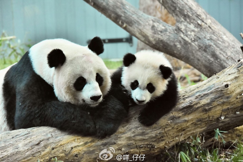 目前它们两只可爱的大熊猫宝宝都旅居 美国华盛顿的史密森尼国家动物