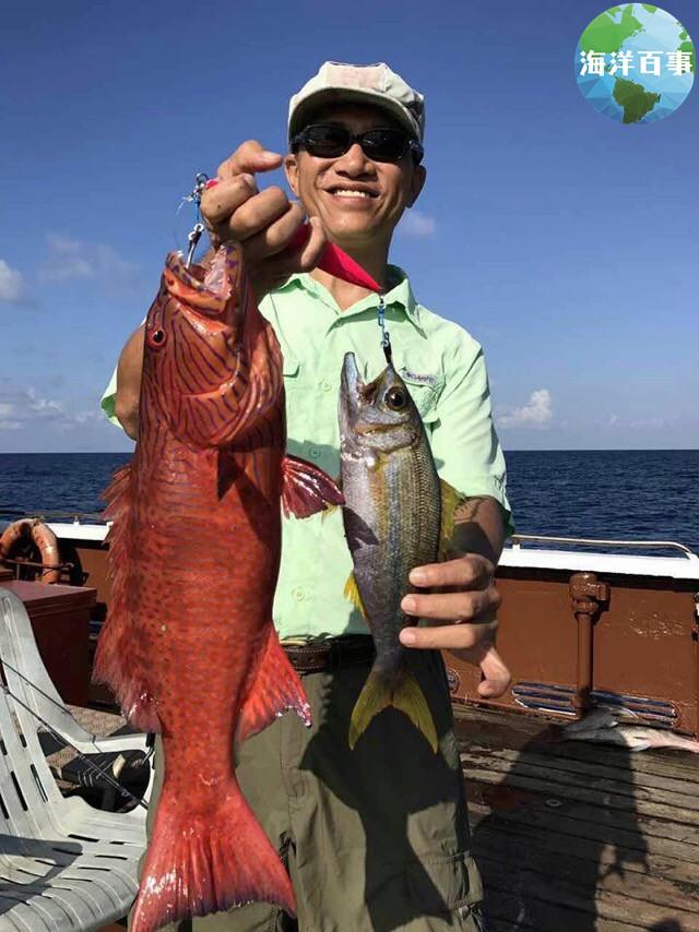 其它 正文  斑鳃棘鲈,长得既像豹纹鳃棘鲈又像蓝点鳃棘鲈,但斑鳃棘鲈