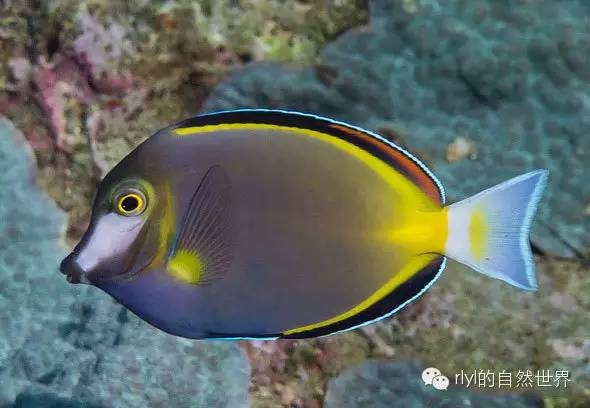 【rlyl物种说】今日-日本刺尾鱼(japan surgeonfish)