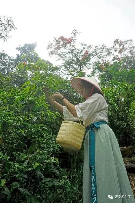 【端午三宝】端午飘香鹧鸪茶