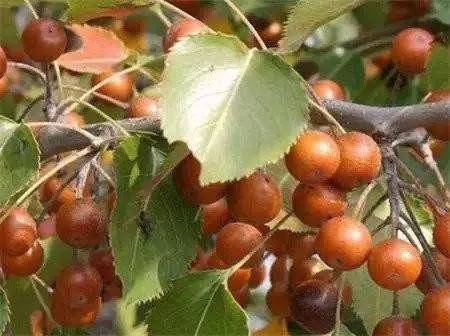 野山梨——我们叫酸糖梨,果实比较小,酸涩,我小时候极少生吃,一般摘