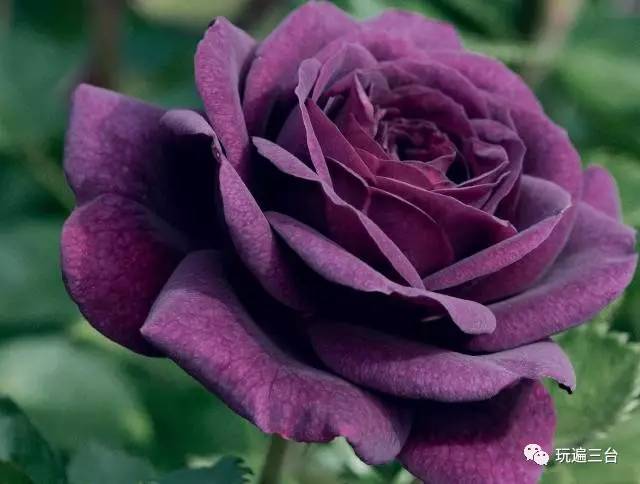 紫色玫瑰:紫皇后,冷美人