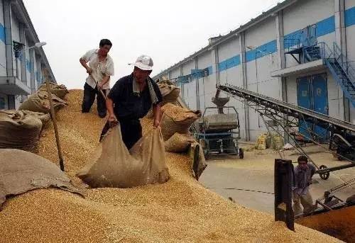 【支招】新小麦储存三种好方法,粮食卖高价就靠这个