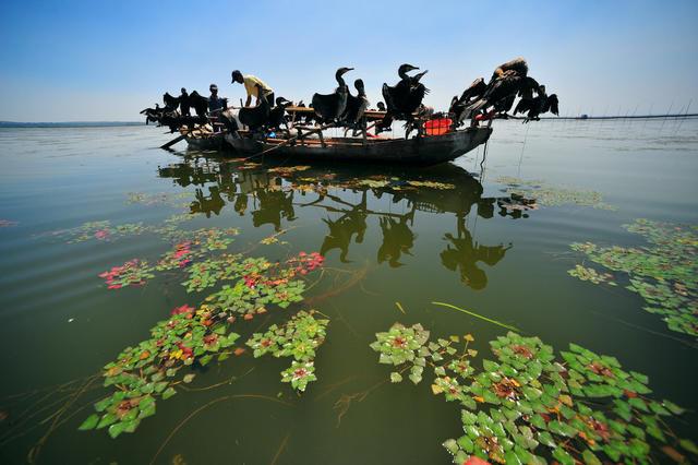东平湖,她是《水浒传》中八百里水泊唯一遗存水域,1985年被山东省人民