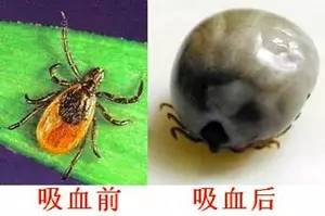 pí chong    蜱是一种媒介生物 蜱虫叮咬了携带病原体