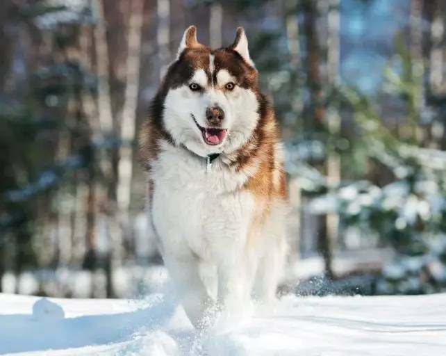 西伯利亚雪橇犬